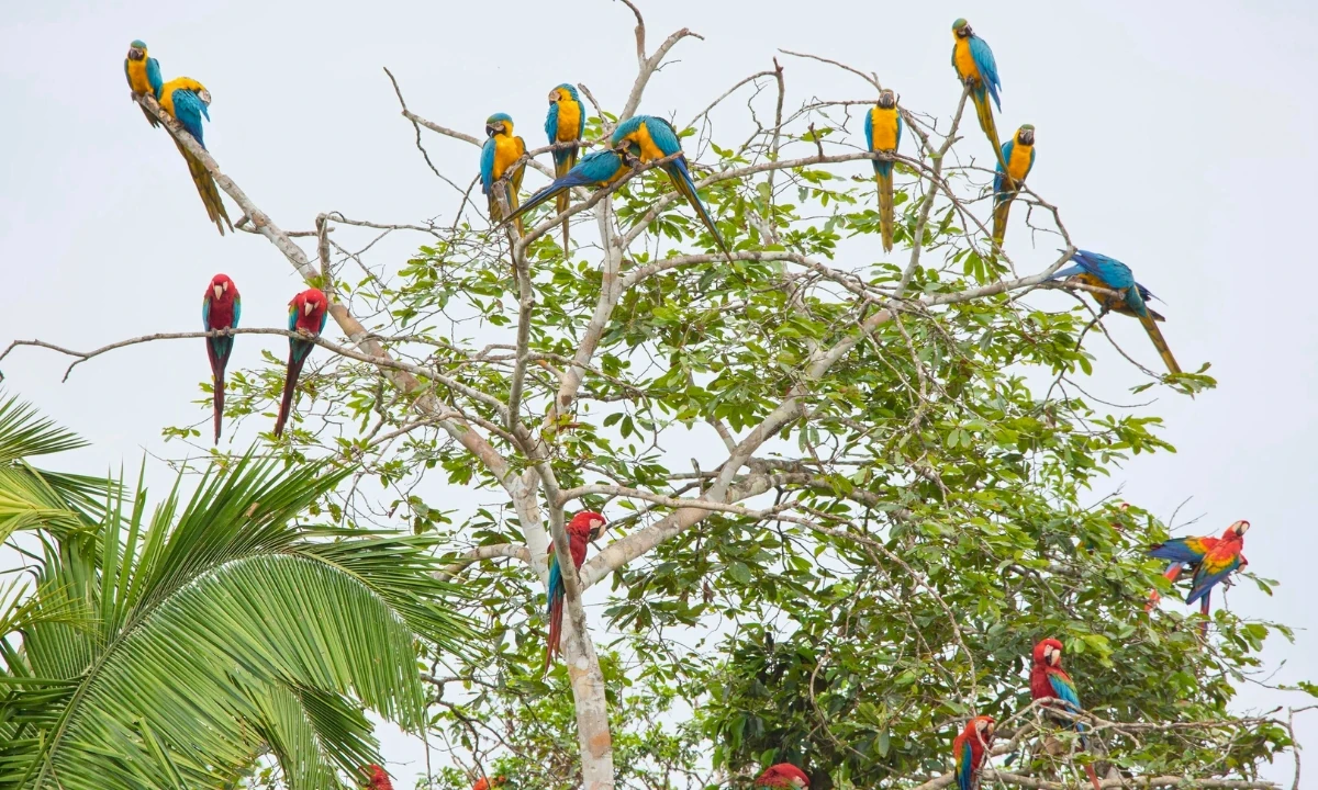 5 Parrot Clay Licks in Tambopata You Should Visit 5 Parrot Clay Licks in Tambopata You Should Visit