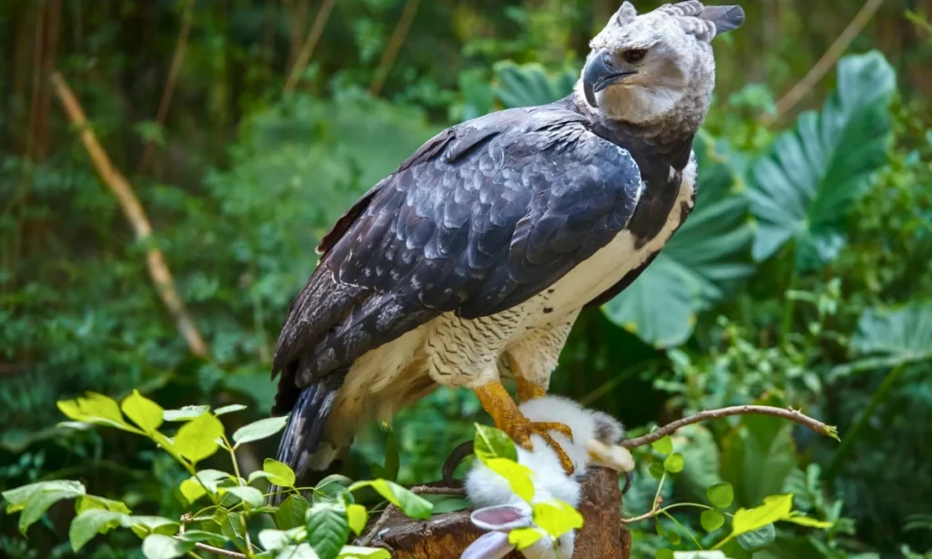 The Rarest Bird in Manu: Harpy Eagle and 10 Avian Gems The Harpy Eagle (Harpia harpyja) is considered the rarest bird in Manu