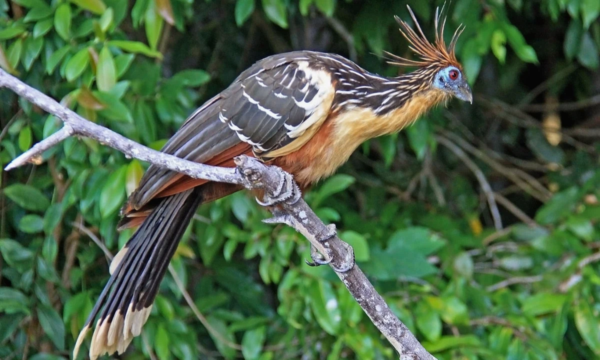 37 Animaux de la forêt à l’état sauvage : Faune de l’Amazonie 37 Animaux de la forêt à l’état sauvage