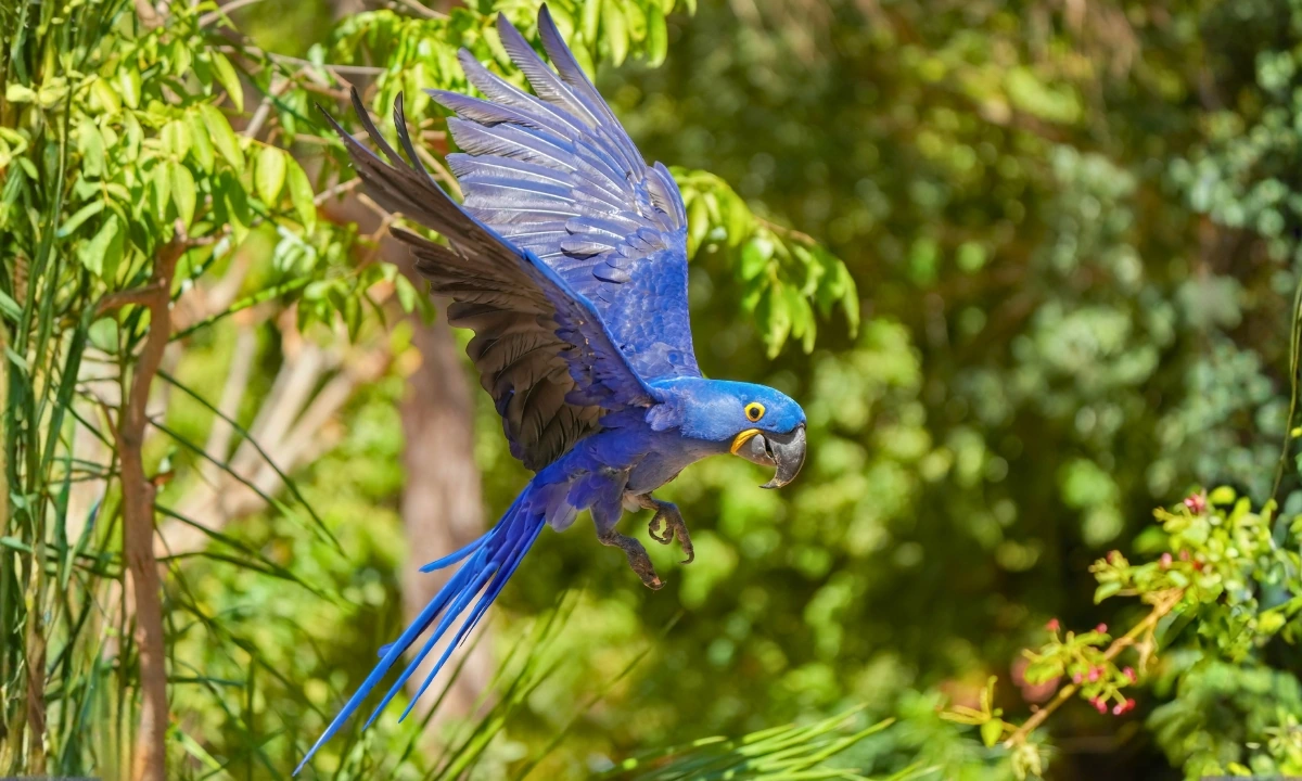 37 Animaux de la forêt à l’état sauvage : Faune de l’Amazonie 37 Animaux de la forêt à l’état sauvage