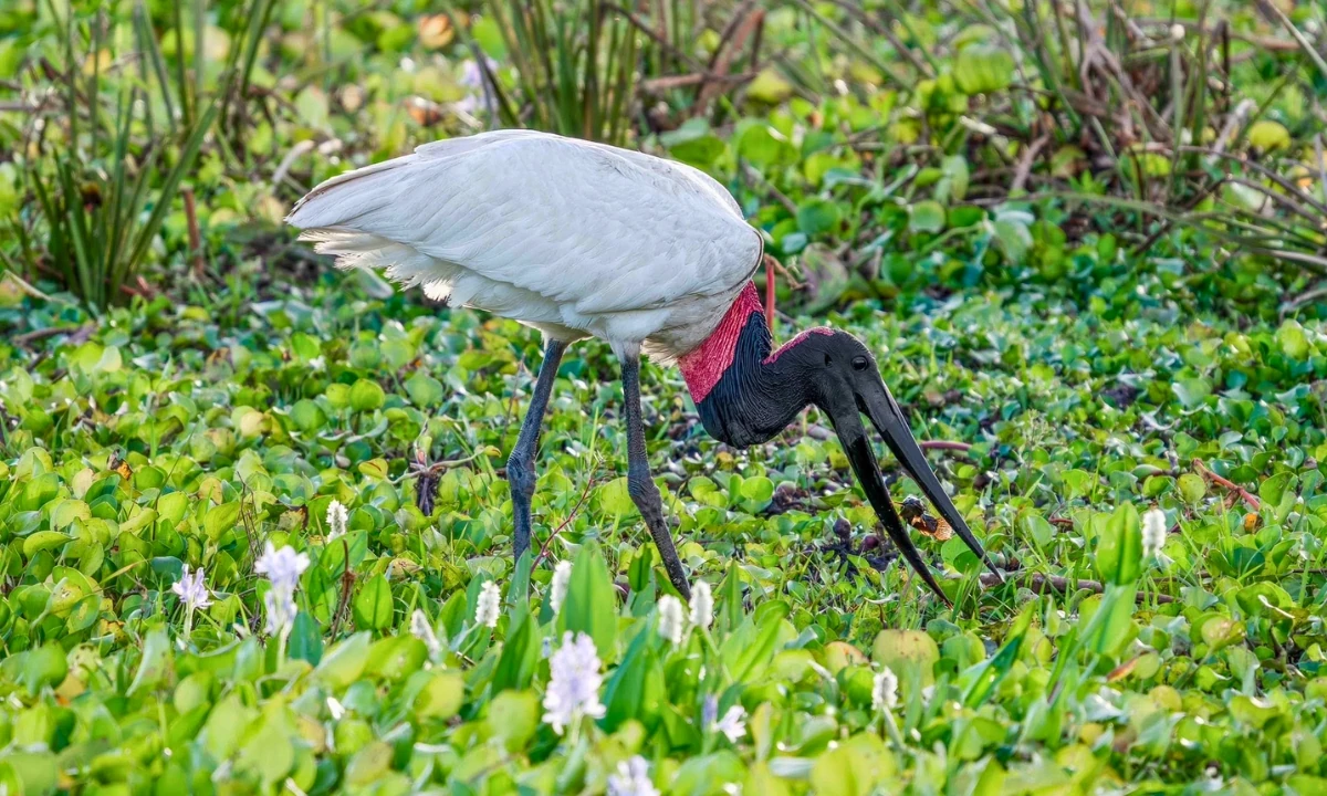 37 Animaux de la forêt à l’état sauvage : Faune de l’Amazonie 37 Animaux de la forêt à l’état sauvage