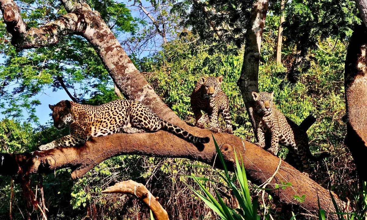 37 Animaux de la forêt à l’état sauvage : Faune de l’Amazonie 37 Animaux de la forêt à l’état sauvage