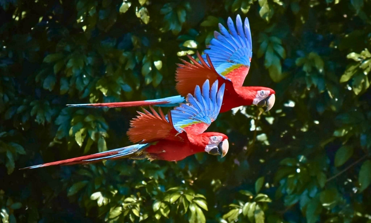 How Many Days Do You Need to Visit Tambopata? How Many Days Do You Need to Visit Tambopata?