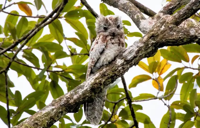 The Rarest Bird in Manu: Harpy Eagle and 10 Avian Gems