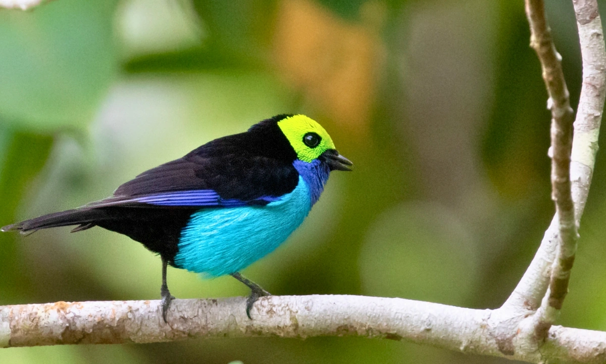 37 Animaux de la forêt à l’état sauvage : Faune de l’Amazonie 37 Animaux de la forêt à l’état sauvage