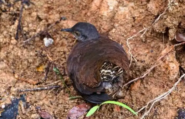 The Rarest Bird in Manu: Harpy Eagle and 10 Avian Gems