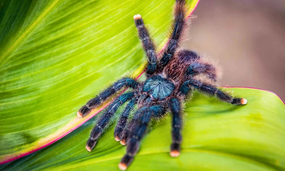 37 Animaux de la forêt à l’état sauvage : Faune de l’Amazonie 37 Animaux de la forêt à l'état sauvage