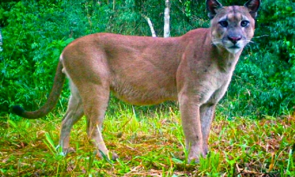 37 Animaux de la forêt à l’état sauvage : Faune de l’Amazonie