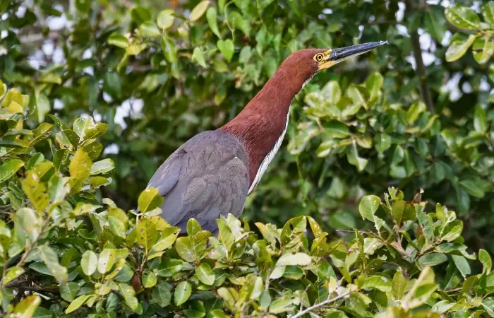 The Rarest Bird in Manu: Harpy Eagle and 10 Avian Gems