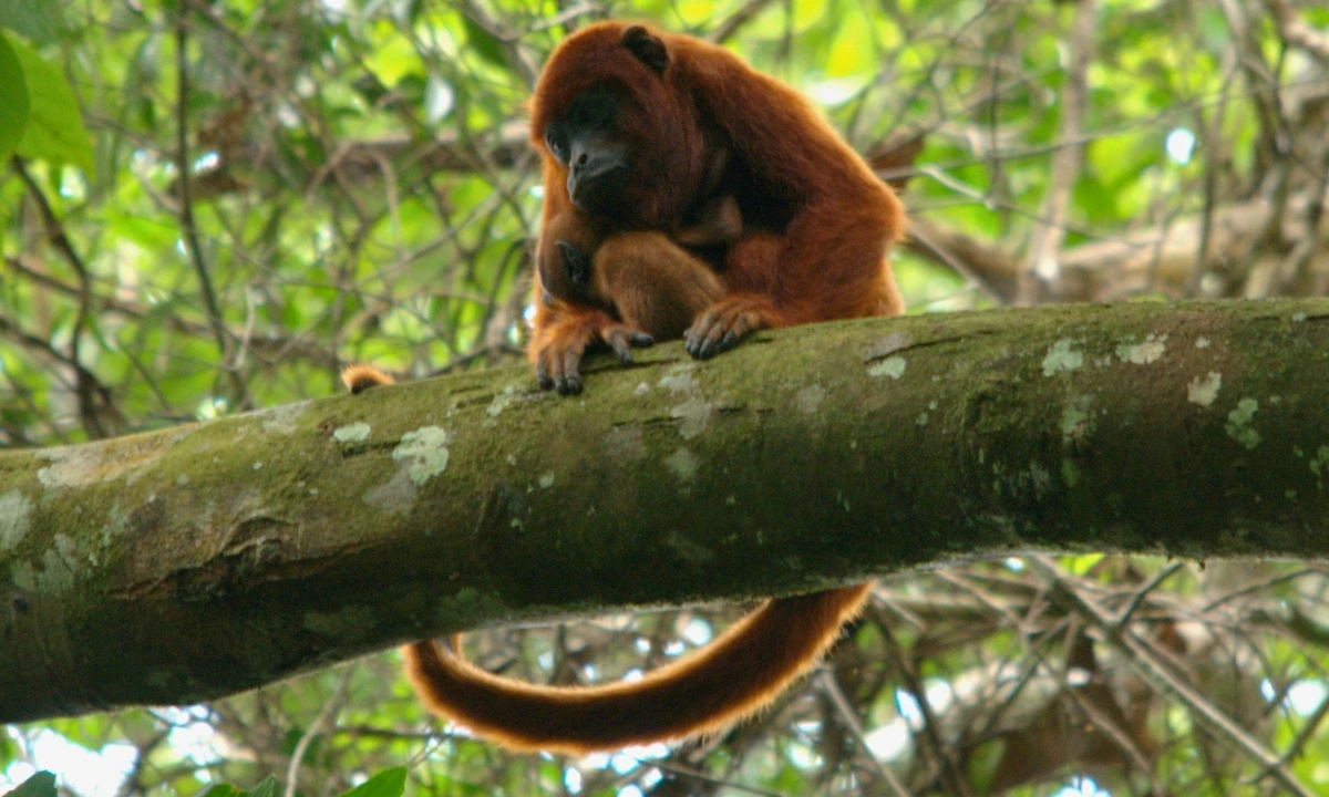 37 Animaux de la forêt à l’état sauvage : Faune de l’Amazonie 37 Animaux de la forêt à l’état sauvage