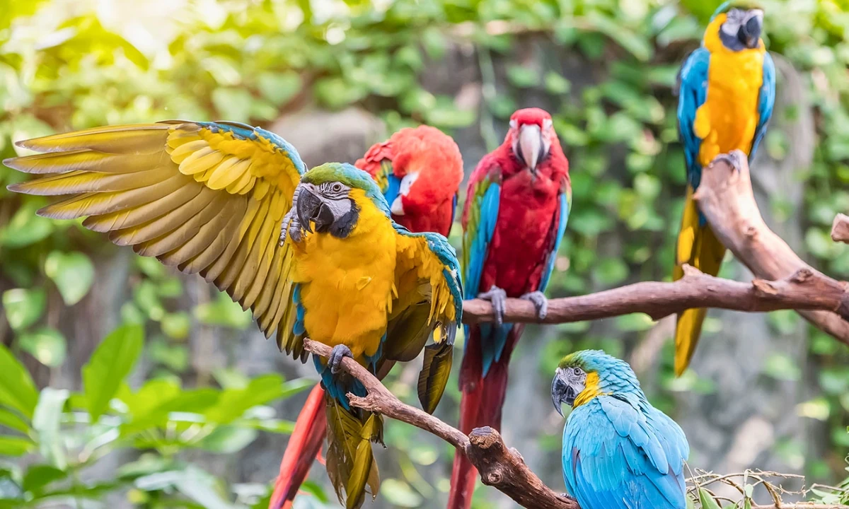 37 Animaux de la forêt à l’état sauvage : Faune de l’Amazonie 37 Animaux de la forêt à l’état sauvage