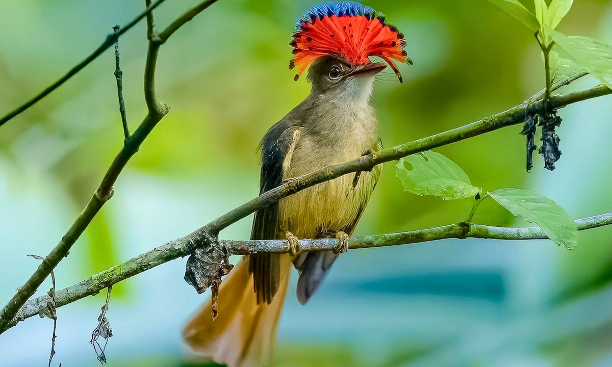 37 Animaux de la forêt à l’état sauvage : Faune de l’Amazonie 37 Animaux de la forêt à l’état sauvage