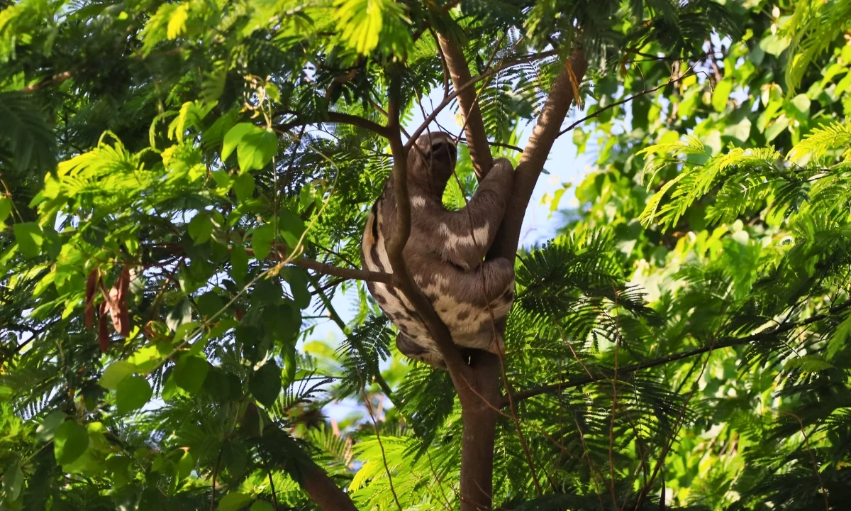 How Many Days Do You Need to Visit Tambopata? How Many Days Do You Need to Visit Tambopata?