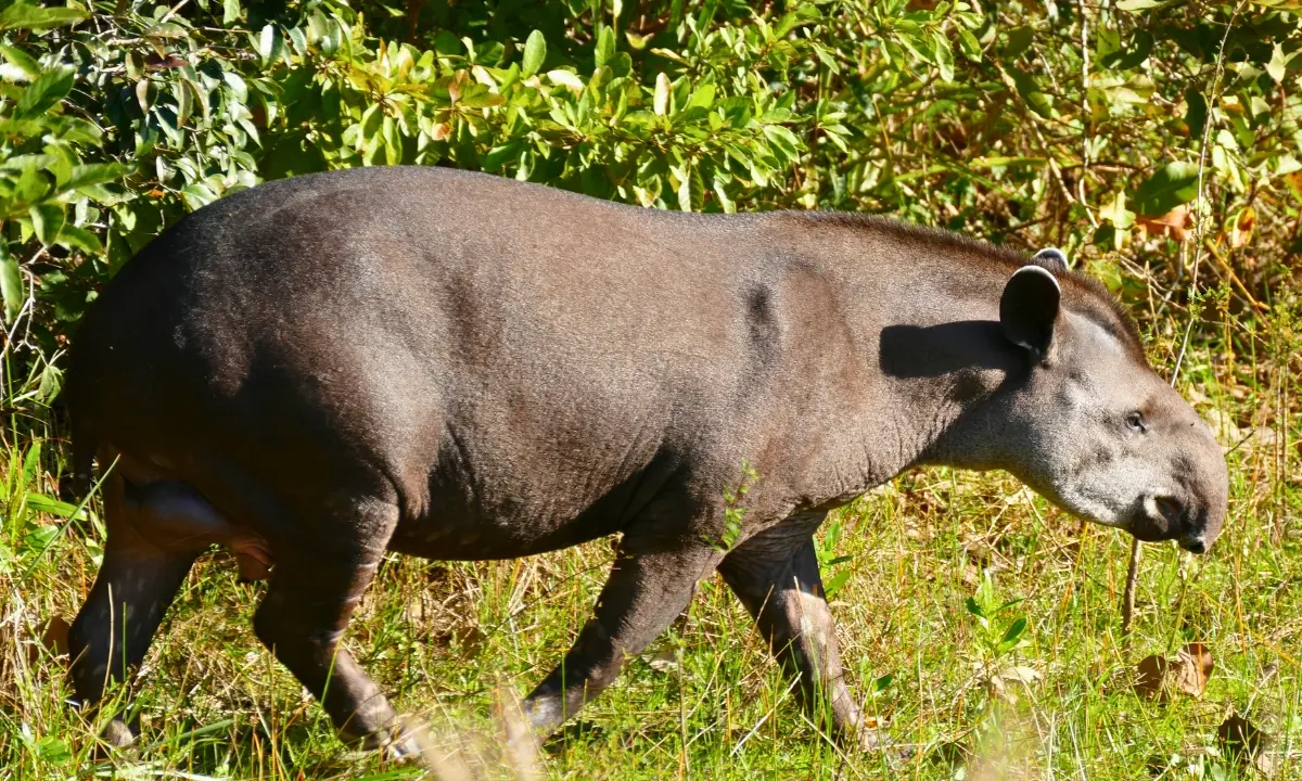 37 Animaux de la forêt à l’état sauvage : Faune de l’Amazonie 37 Animaux de la forêt à l’état sauvage