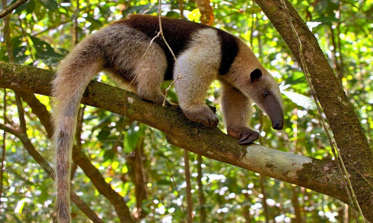 37 Animaux de la forêt à l’état sauvage : Faune de l’Amazonie 37 Animaux de la forêt à l’état sauvage