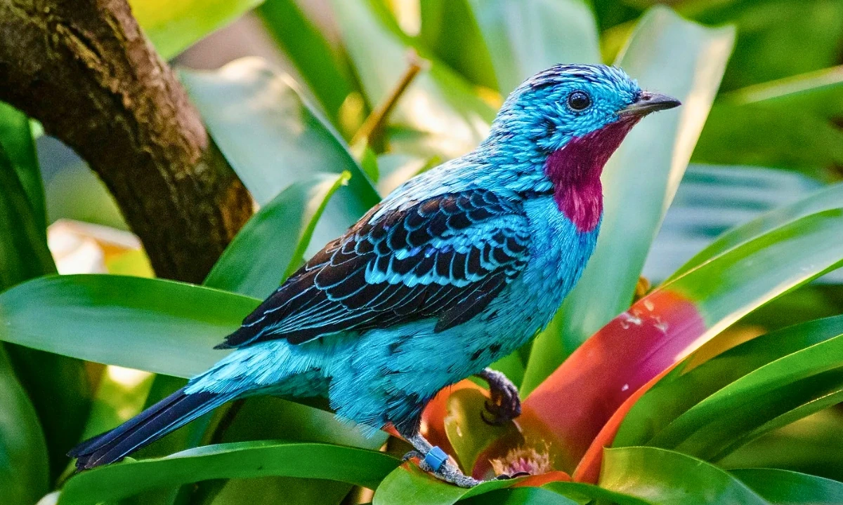 37 Animaux de la forêt à l’état sauvage : Faune de l’Amazonie 37 Animaux de la forêt à l’état sauvage