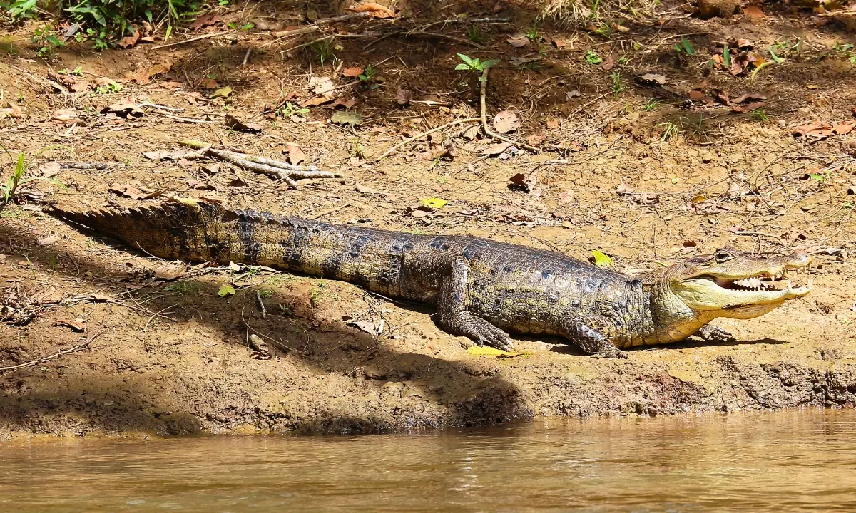 37 Animaux de la forêt à l’état sauvage : Faune de l’Amazonie 37 Animaux de la forêt à l'état sauvage