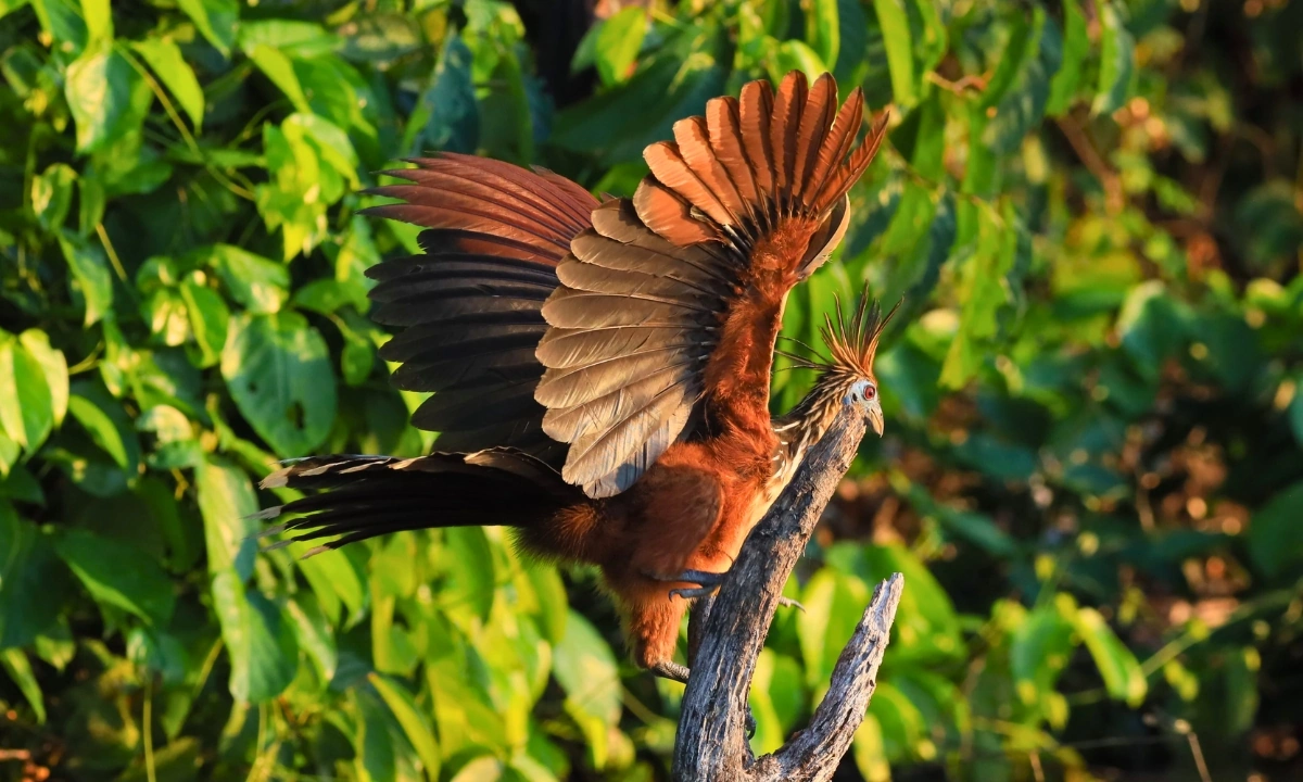 How Many Days Do You Need to Visit Tambopata? How Many Days Do You Need to Visit Tambopata?