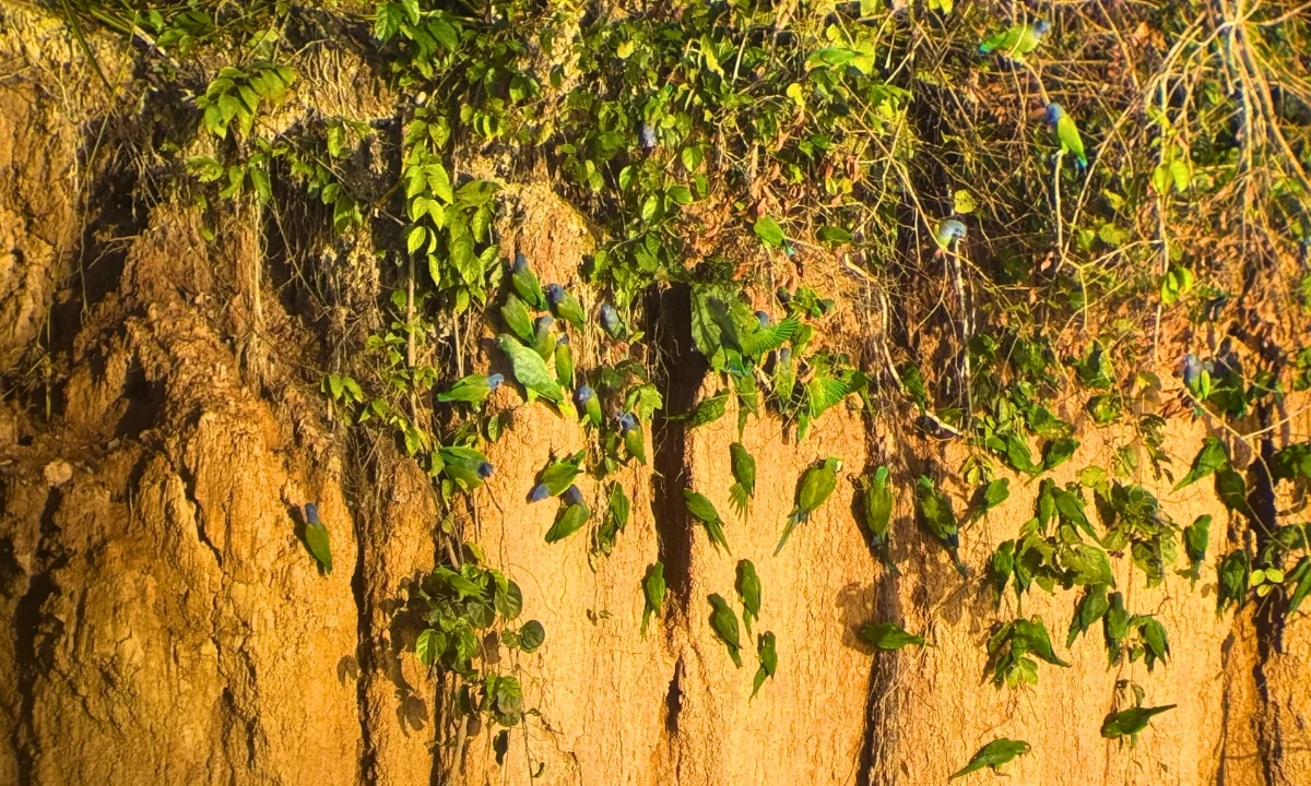 5 Parrot Clay Licks in Tambopata You Should Visit 5 Parrot Clay Licks in Tambopata You Should Visit
