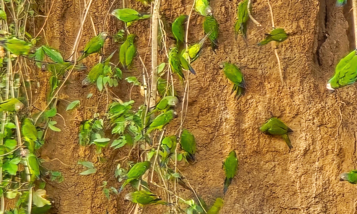 5 Parrot Clay Licks in Tambopata You Should Visit 5 Parrot Clay Licks in Tambopata You Should Visit