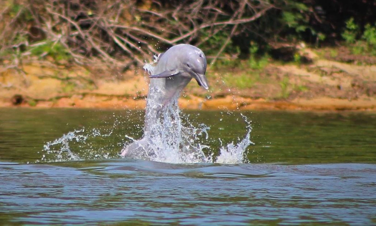 37 Animaux de la forêt à l’état sauvage : Faune de l’Amazonie 37 Animaux de la forêt à l’état sauvage