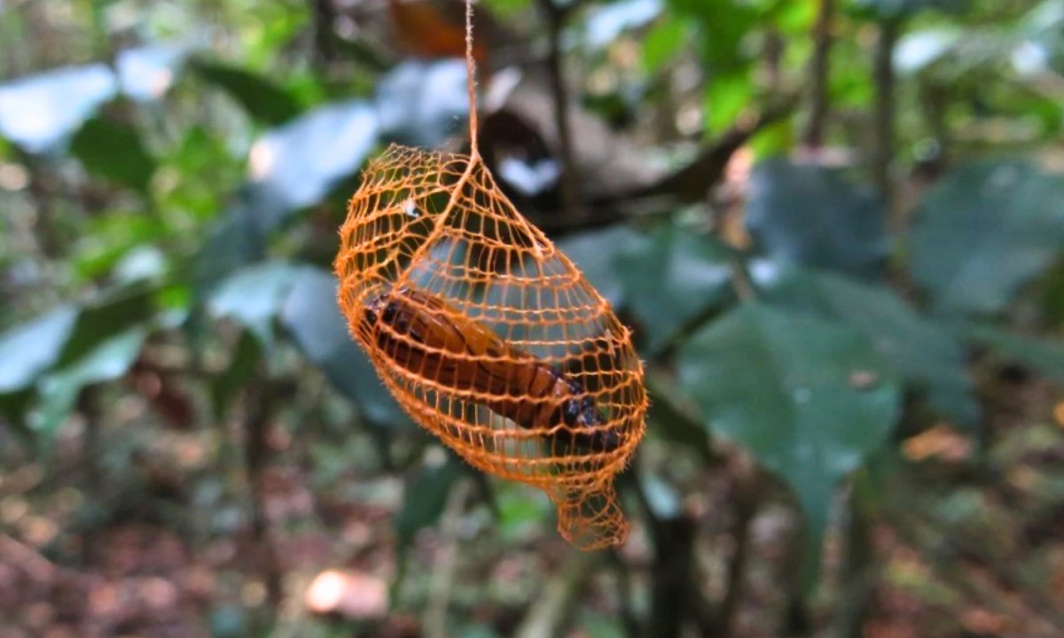 37 Animaux de la forêt à l’état sauvage : Faune de l’Amazonie