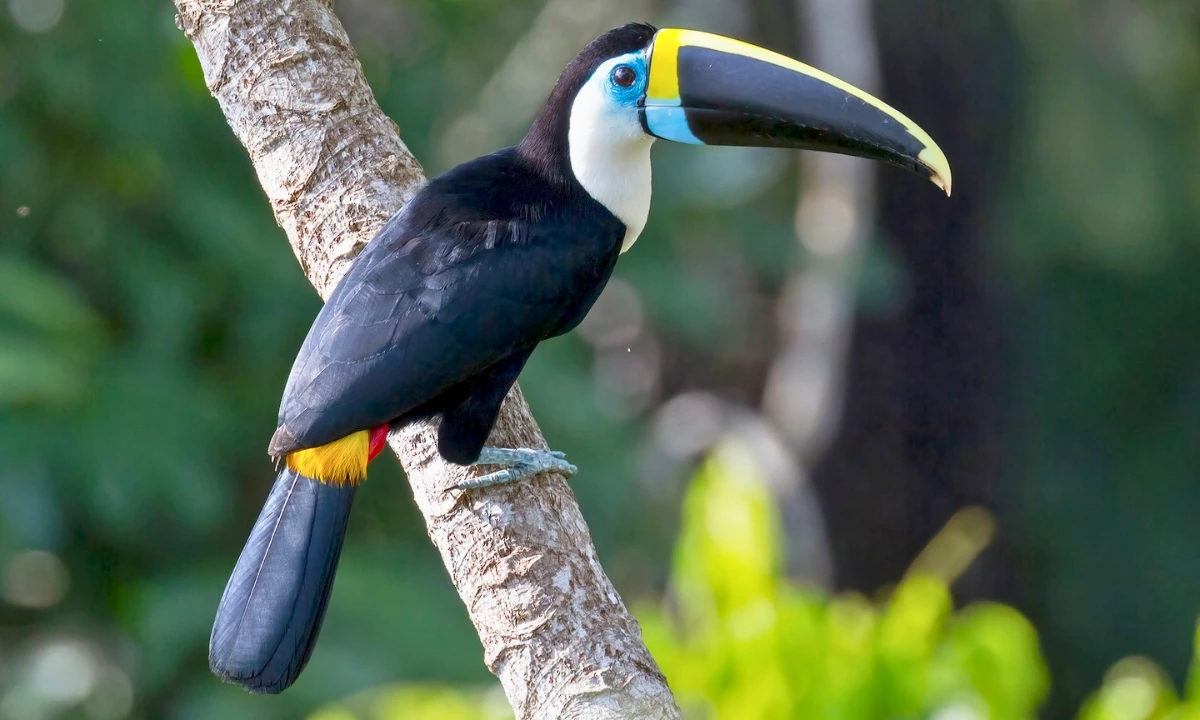 37 Animaux de la forêt à l’état sauvage : Faune de l’Amazonie 37 Animaux de la forêt à l’état sauvage