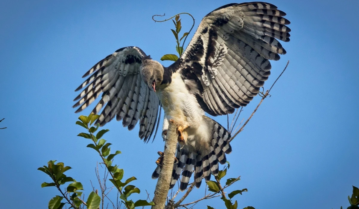 The Rarest Bird in Manu: Harpy Eagle and 10 Avian Gems