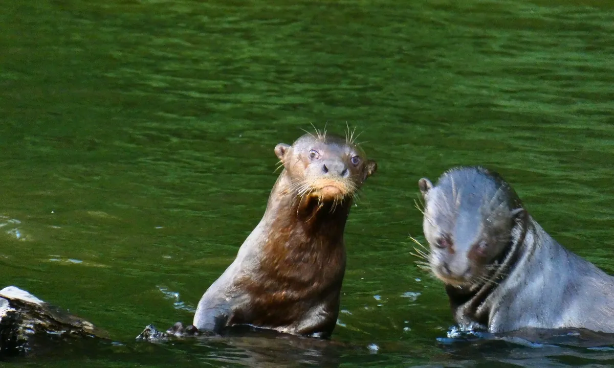 Manu - Giant otter in the Amazon