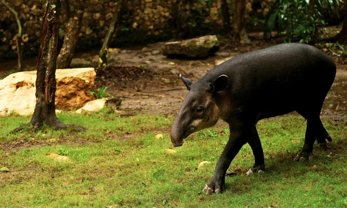 Tapir in South America: Facts and Where to See It in Peru