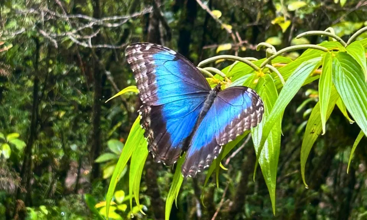 Blue Morpho Butterfly: An Iconic Butterfly in the Amazon