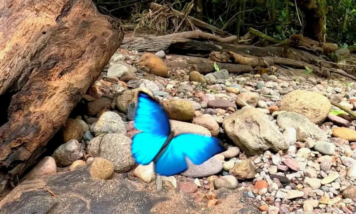 Blue Morpho Butterfly: An Iconic Butterfly in the Amazon Blue morpho butterfly in the Peruvian Amazon