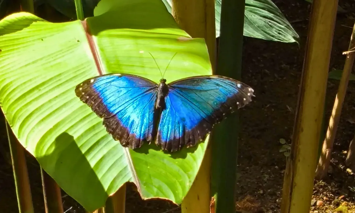 Blue Morpho Butterfly: An Iconic Butterfly in the Amazon