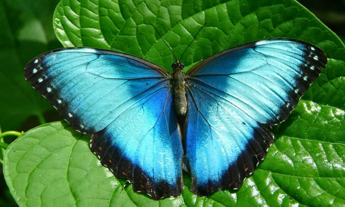 Blue Morpho Butterfly: An Iconic Butterfly in the Amazon Blue morpho butterfly