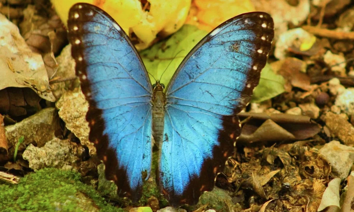 Blue Morpho Butterfly: An Iconic Butterfly in the Amazon Blue morpho butterfly in the Peruvian rainforest