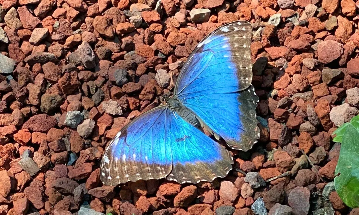 Blue Morpho Butterfly: An Iconic Butterfly in the Amazon