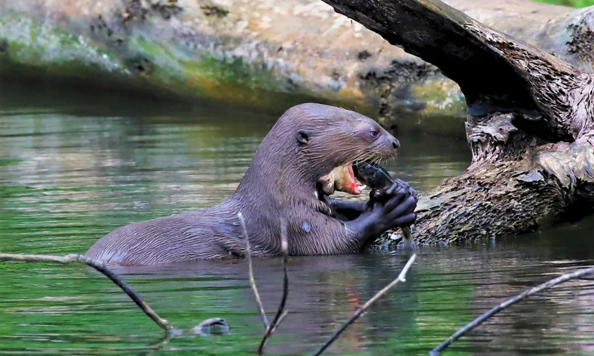 Tambopata - Giant otter in the Amazon