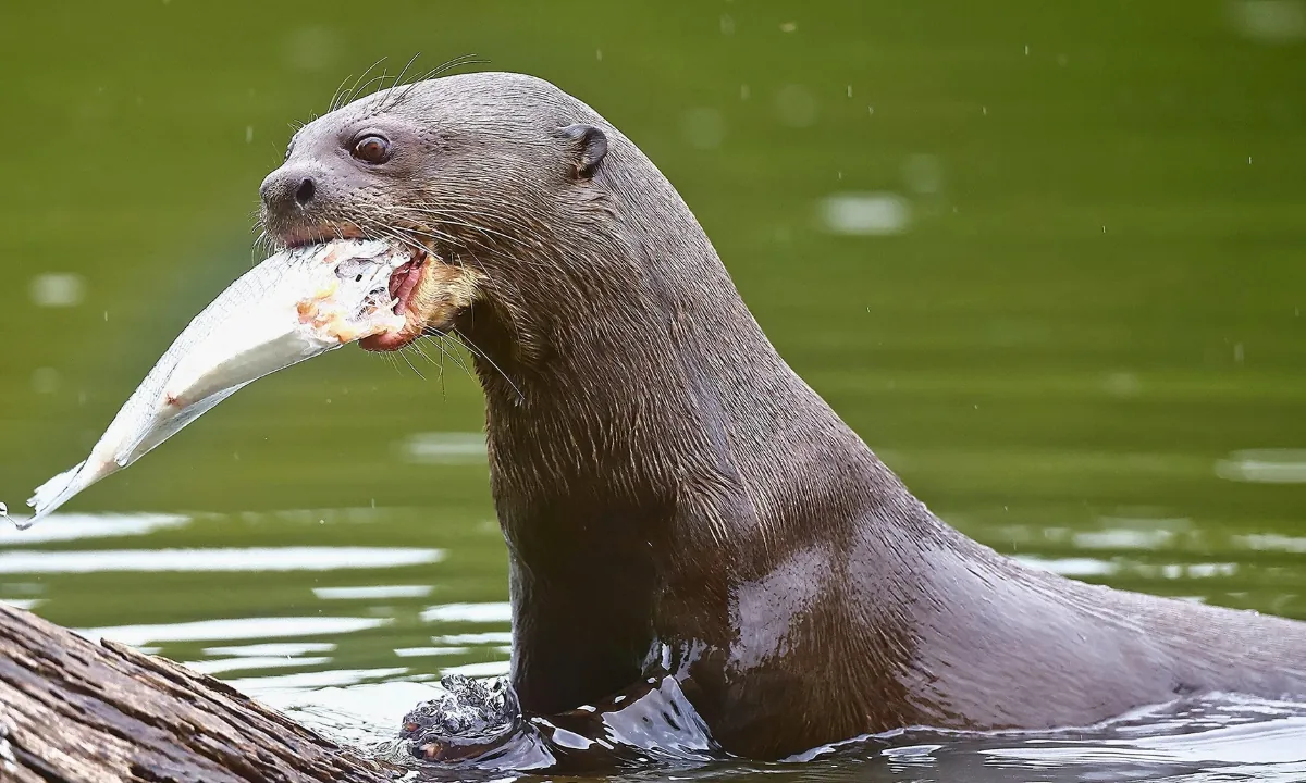 Giant otter in the Amazon