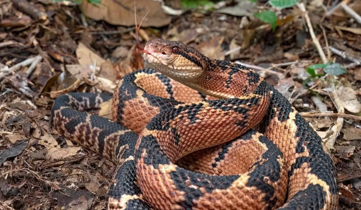 The Most Venomous Snake in Peru and Safety Guide The shushupe is considered the most venomous snake in Peru.