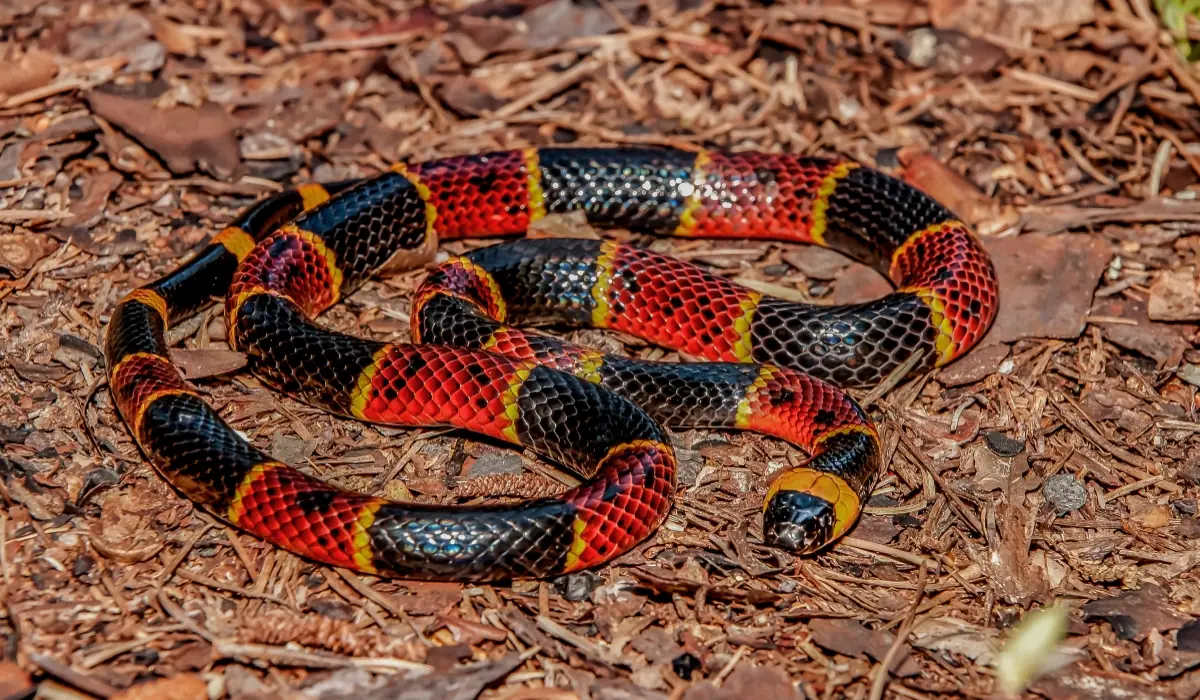 The Most Venomous Snake in Peru and Safety Guide
