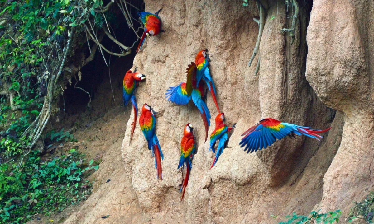 Top Birdwatching Tours in the Peruvian Amazon from the US