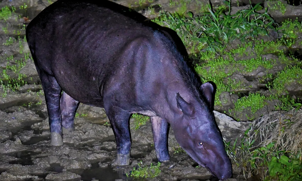 Tapir in South America: Facts and Where to See It in Peru Tapir in South America, Peru - Amazonian Tapir