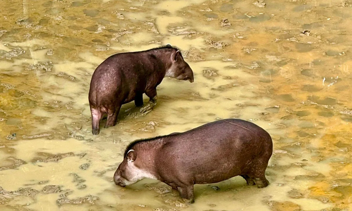 Tapir in South America: Facts and Where to See It in Peru Tapir in South America, Peru - Amazonian Tapir - Manu National Park