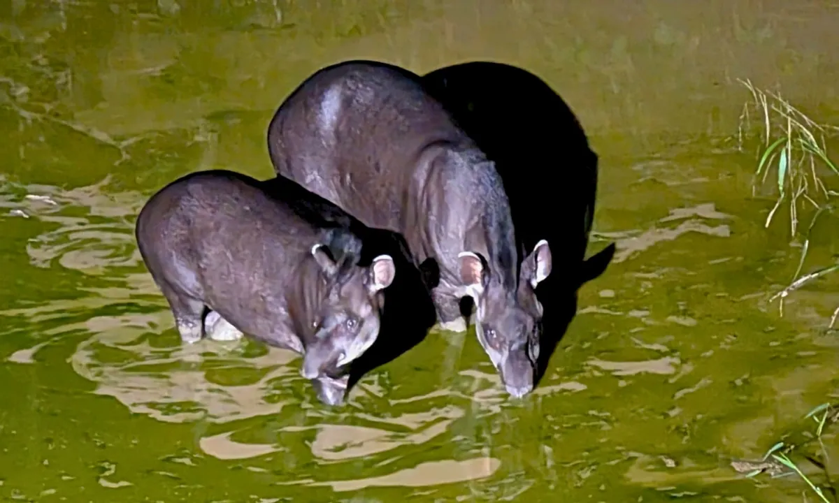 Tapir in South America: Facts and Where to See It in Peru