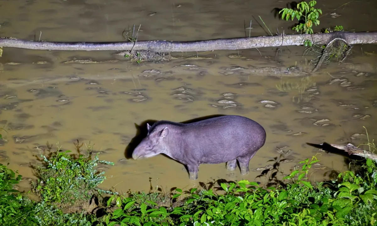 Tapir in South America: Facts and Where to See It in Peru