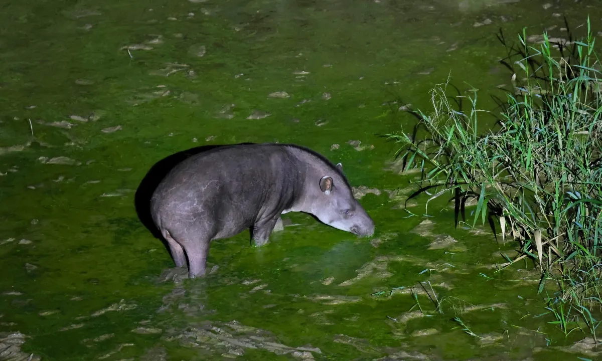 Tapir in South America: Facts and Where to See It in Peru