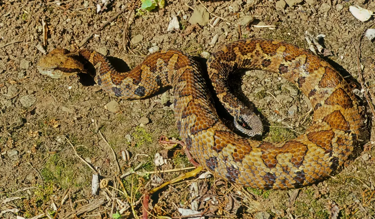 The Most Venomous Snake in Peru and Safety Guide