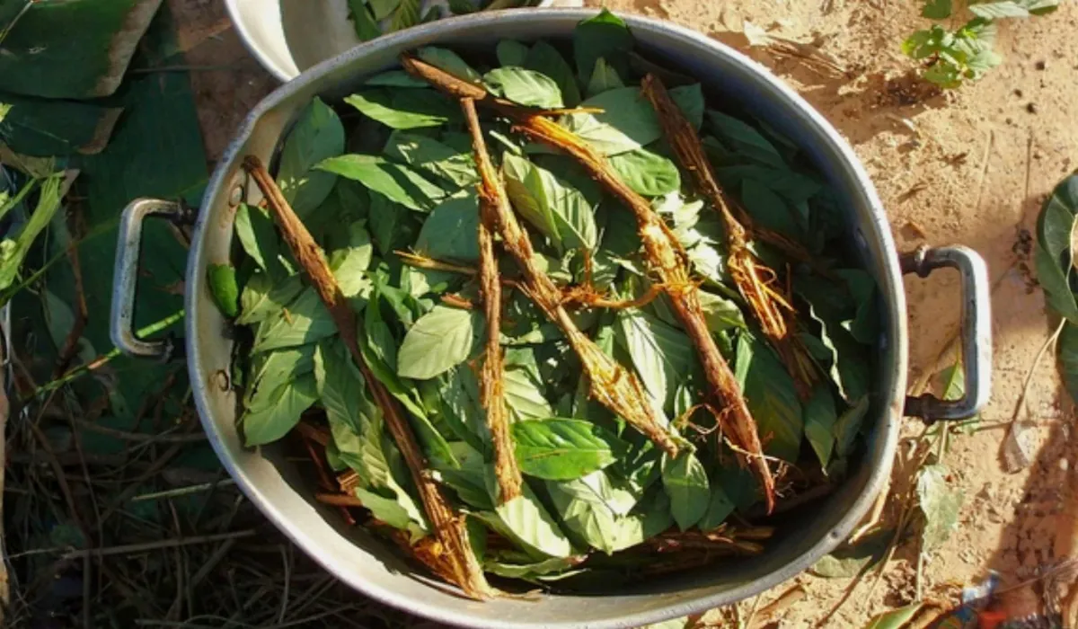 Ayahuasca Retreat in Peru: Spiritual Connection in the Andes and the Jungle