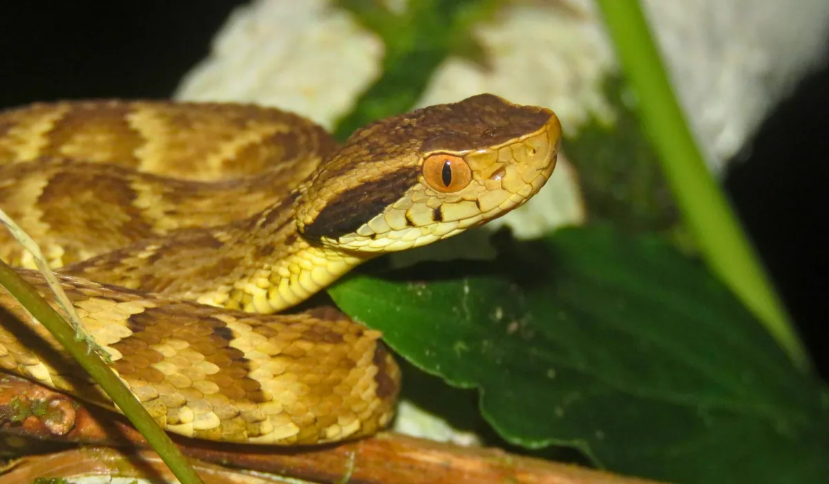 The Most Venomous Snake in Peru and Safety Guide