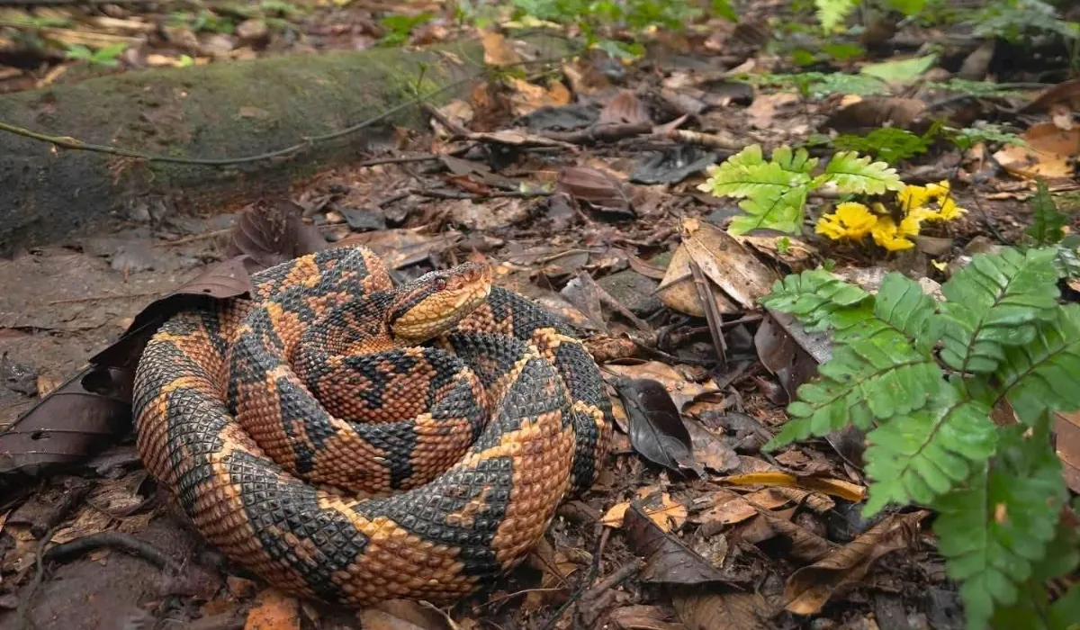 The Most Venomous Snake in Peru and Safety Guide The shushupe is considered the most venomous snake in the Peruvian Amazon.